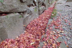 Scattered Red