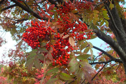 Lake Towada Fall Colors