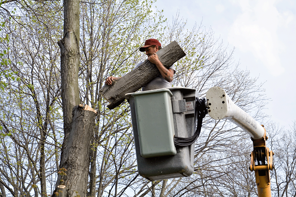 Tree-Removal-1000x667.gif