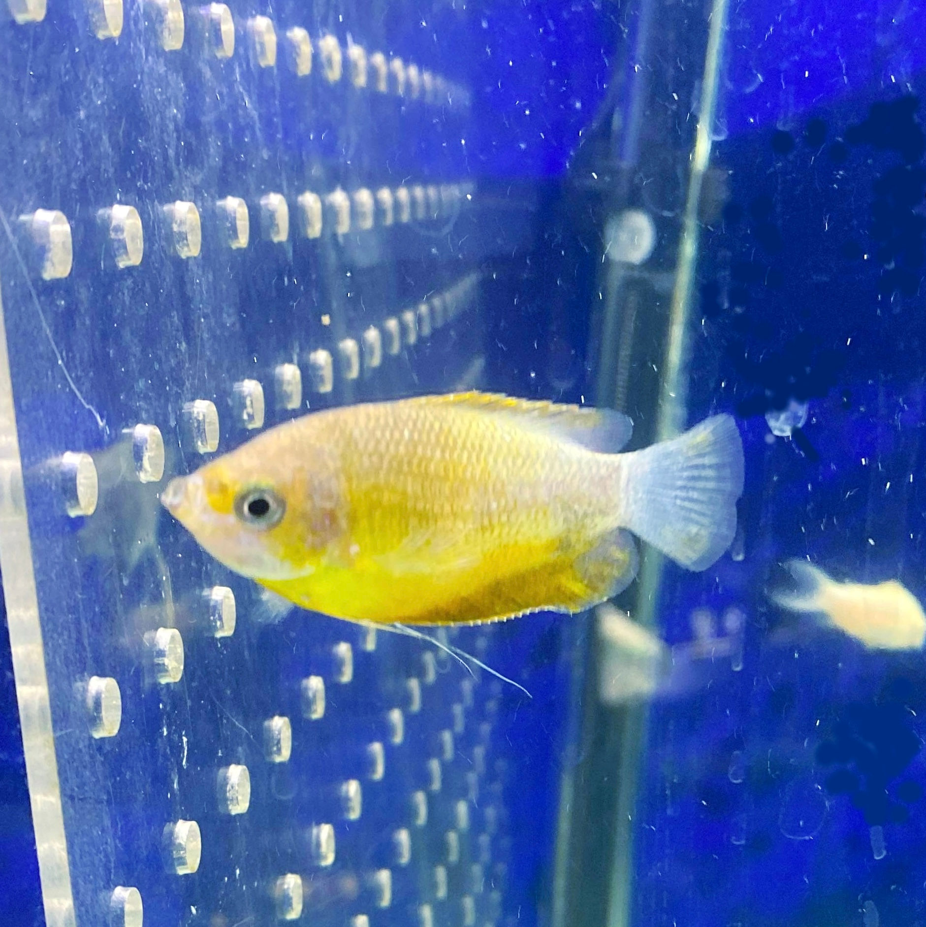 APRICOTE GOURAMI