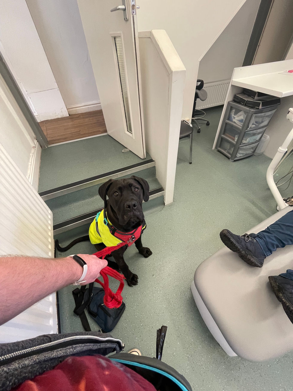 Freya practicing a sit-stay at the dentist