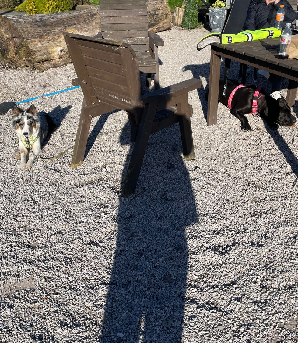 Freya and Elmo practicing down-stays around distractions