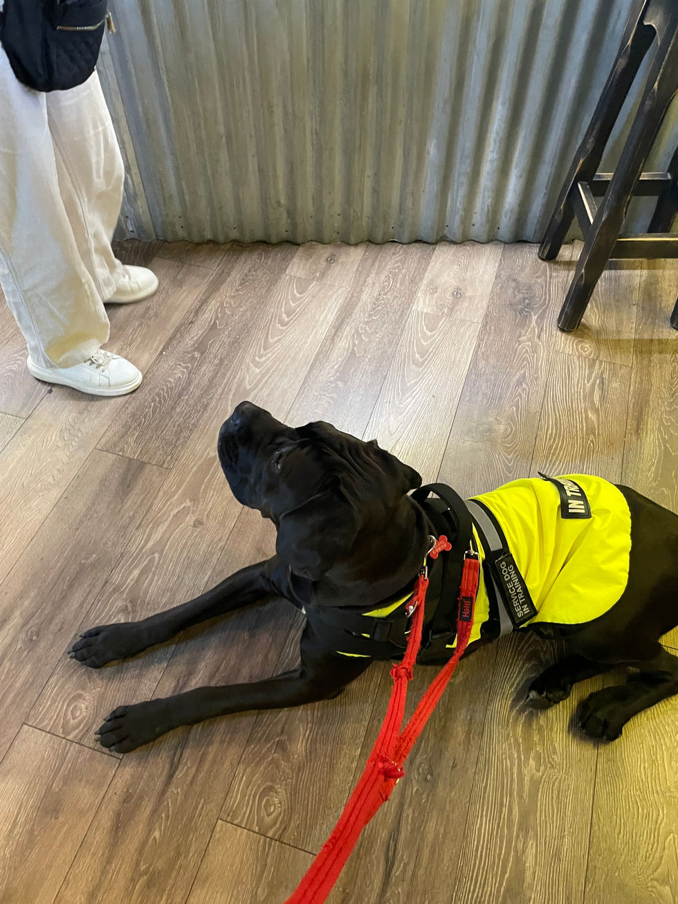 Freya doing a down-stay in a shop