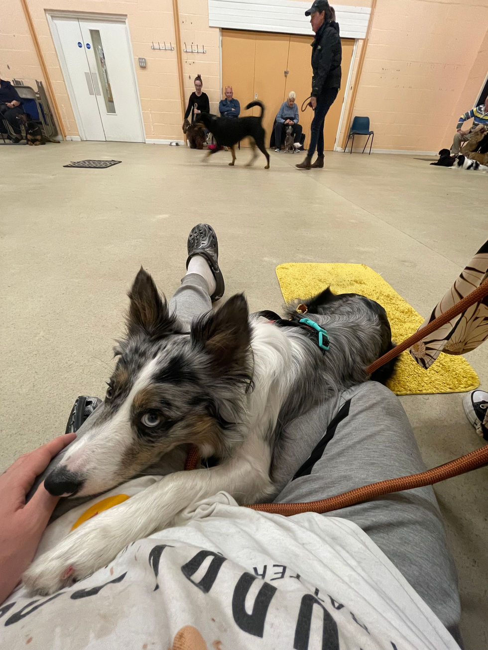 Elmo doing Deep pressure therapy at kennel club classes