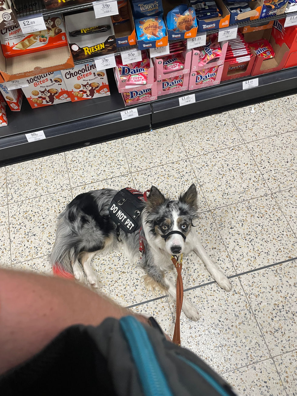 Elmo doing a down-stay in the shops