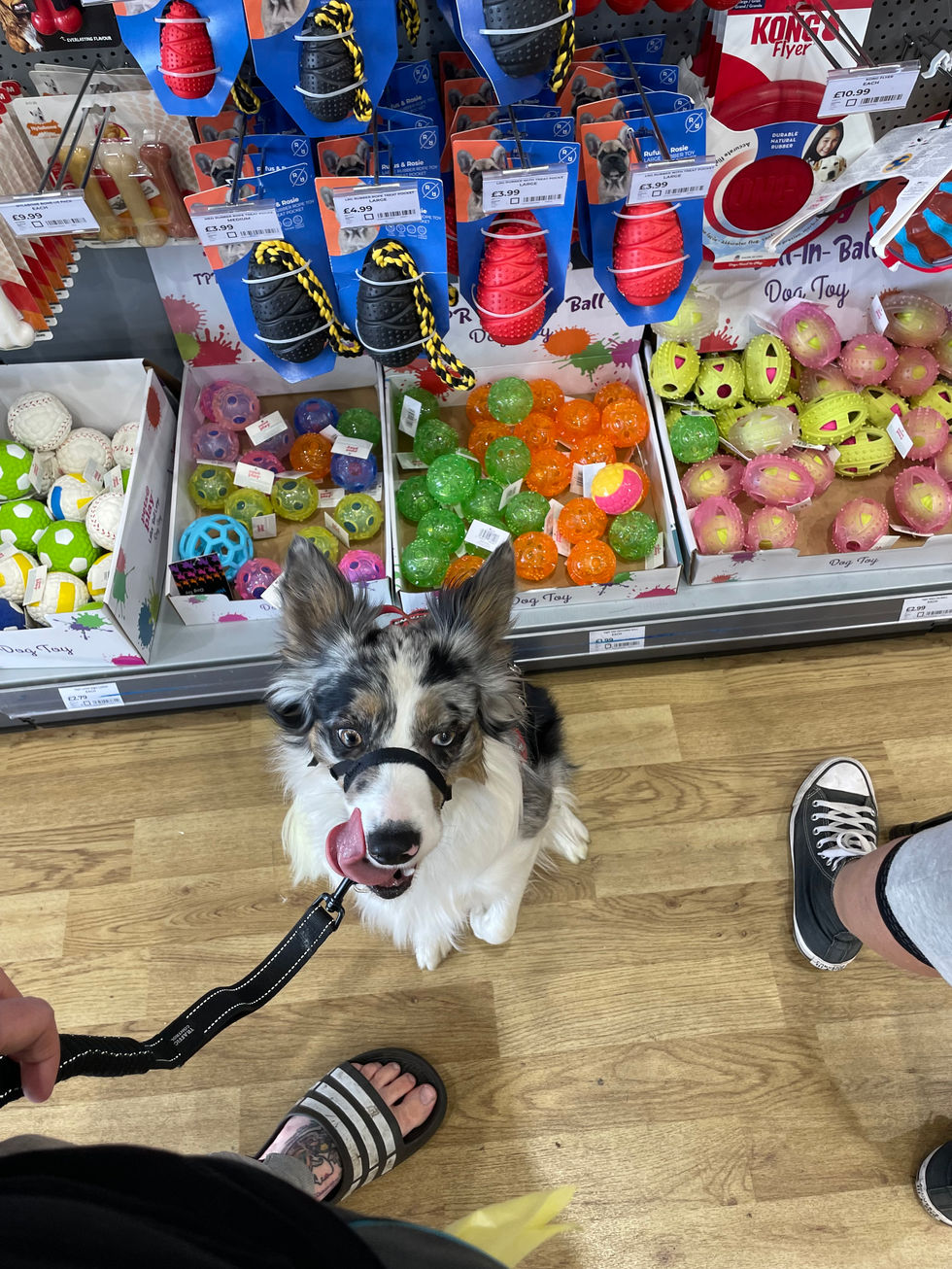 Elmo doing a sit-stay while I pick out a new toy