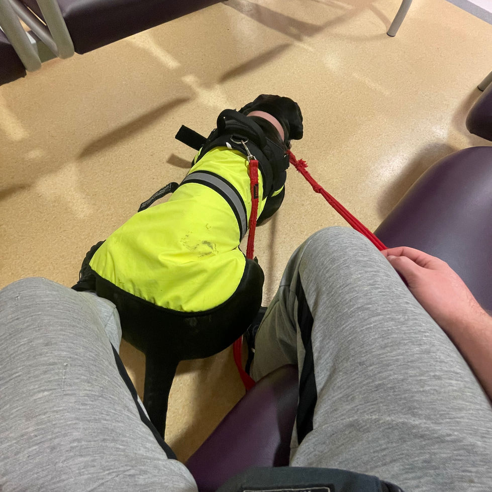 Freya settling in the hospital waiting room.