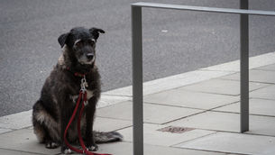 Mehr Schutz für Hund und Co.