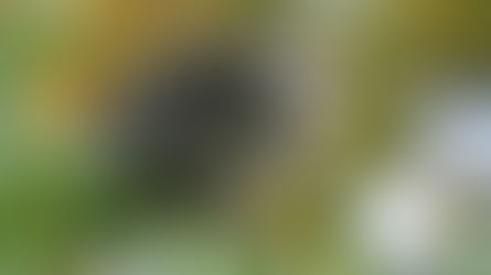 Unser Zuwanderungsproblem in der Tierwelt (1)