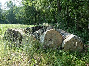 Was der Borkenkäfer übrig ließ