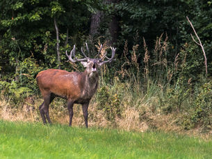 Wie Kameras für die Jagd mit KI denken lernen: „Rotwild-ID“