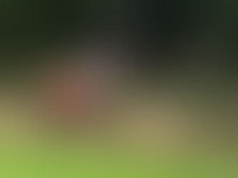 Wie Kameras für die Jagd mit KI denken lernen: „Rotwild-ID“