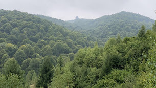 EU-Entwaldungsverordnung: Wer zieht die Notbremse?