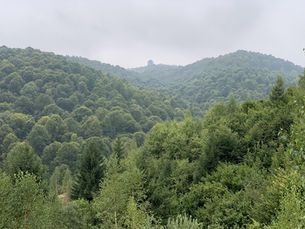 EU-Entwaldungsverordnung: Wer zieht die Notbremse?