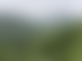 EU-Entwaldungsverordnung: Wer zieht die Notbremse?