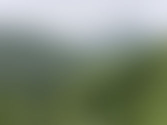 EU-Entwaldungsverordnung: Wer zieht die Notbremse?