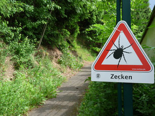 Kleines Spinnentier birgt große Gefahren