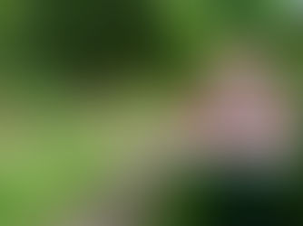 Kleines Spinnentier birgt große Gefahren