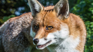 Fuchs-Dummy ist nur ein Behelf