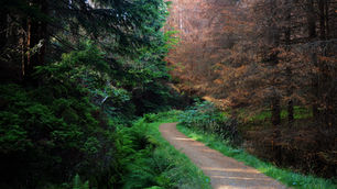 Der Borkenkäfer ist auf dem Rückzug?