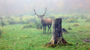 Wandernde Hirsche sind ein erster Schritt zum Genaustausch