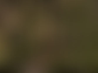 Forstpolitik auf dem Holzweg