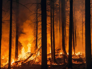 Was kommt nach dem Brandsommer?
