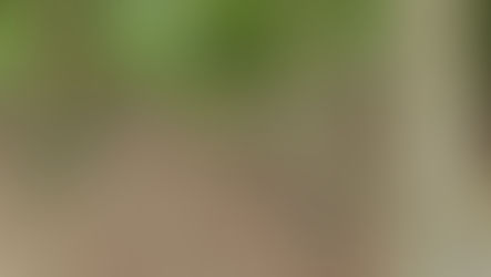 Farbe im Wald ist die stille Forst-Sprache