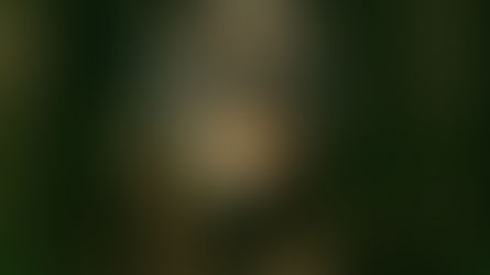 Jagdrecht rückt Isegrim auf den Pelz