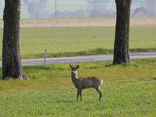 April-Jagd auf Rehwild ist umstritten