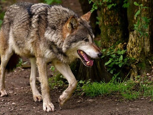 Wolf ist nun im Bundesjagdgesetz