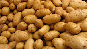 Krise auf dem Kartoffelmarkt: Warum Rekordernten Probleme bringen