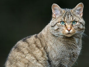 Wildkatzen: Wachstum auf leisen Pranken