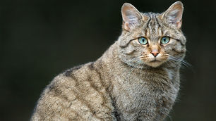 Wildkatzen: Wachstum auf leisen Pranken