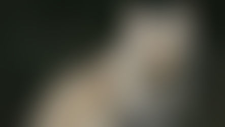 Wildkatzen: Wachstum auf leisen Pranken