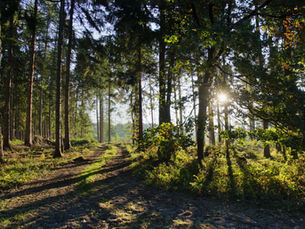 Mehr für einen gesunden Wald