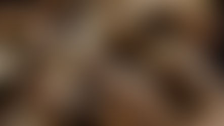 Insekten als Tierfutter?