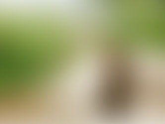 Freigänger-Katzen sind Gefahr für die Biodiversität