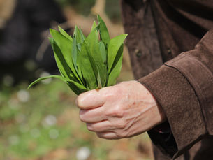 Frisch aus dem Wald auf den Tisch: „Clean Eating“