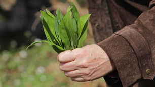 Frisch aus dem Wald auf den Tisch: „Clean Eating“