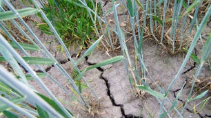 „Wir brauchen Regen, viel Regen“