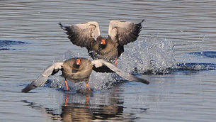 Social Media funktioniert wie bei Gänsen