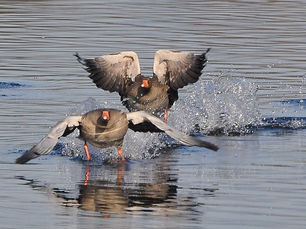 Social Media funktioniert wie bei Gänsen