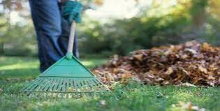 yard cleanup.jpg