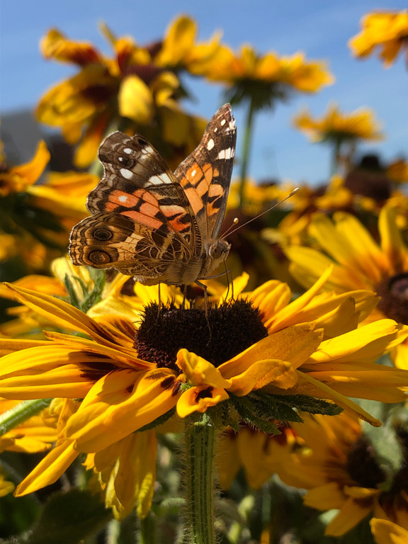 Beauty Is Everywhere!