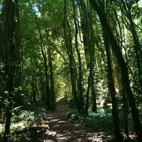 Gestiona ansiedad con Caminata de Bosque