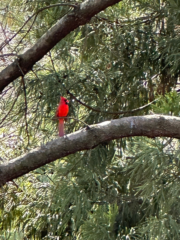 Cardinal.jpg