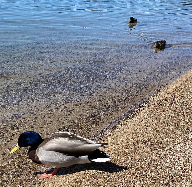 Mallard Drake & hens Lake Tahoe, CA
