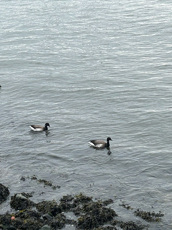 Brant goose.jpg