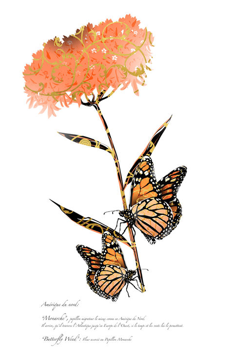 MONARCH Butterfly (Illustration by Manuela Federica). All rights reserved.